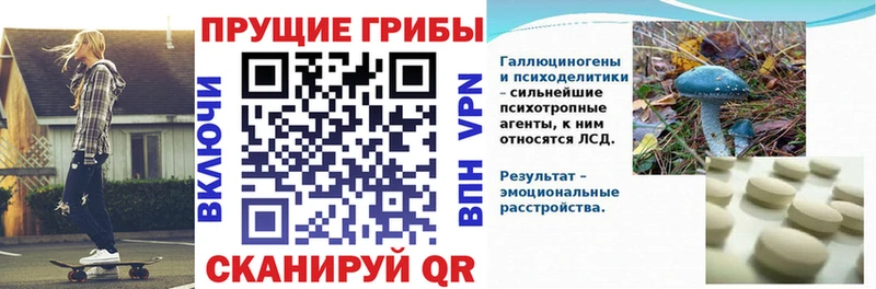 закладки  Клин  kraken сайт  Псилоцибиновые грибы мицелий 